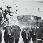 Working Country – Aboriginal stockmen and stockwomen at State Library Queensland
