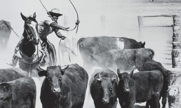 Working Country – Aboriginal stockmen and stockwomen at State Library Queensland